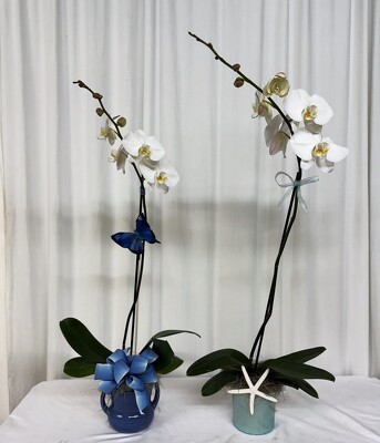 Orchid 