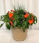 Impatient Planter from local Myrtle Beach florist, Bright & Beautiful Flowers