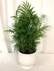 Table Top Palm in a Ceramic Pot from local Myrtle Beach florist, Bright & Beautiful Flowers