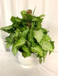 Syngonium Planter from local Myrtle Beach florist, Bright & Beautiful Flowers