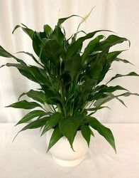Traditional Peace Lily  from local Myrtle Beach florist, Bright & Beautiful Flowers