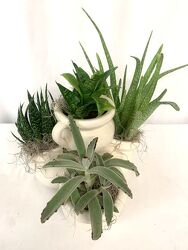 Succulent Planter from local Myrtle Beach florist, Bright & Beautiful Flowers