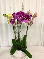 Orchid Garden from local Myrtle Beach florist, Bright & Beautiful Flowers