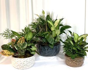 Dish Garden in Ceramic Container from local Myrtle Beach florist, Bright & Beautiful Flowers