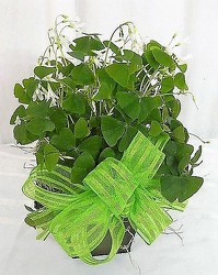 Shamrock from local Myrtle Beach florist, Bright & Beautiful Flowers