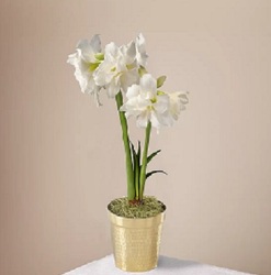 Amaryllis Treat from local Myrtle Beach florist, Bright & Beautiful Flowers
